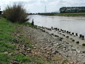Silt building up around the gumpiles